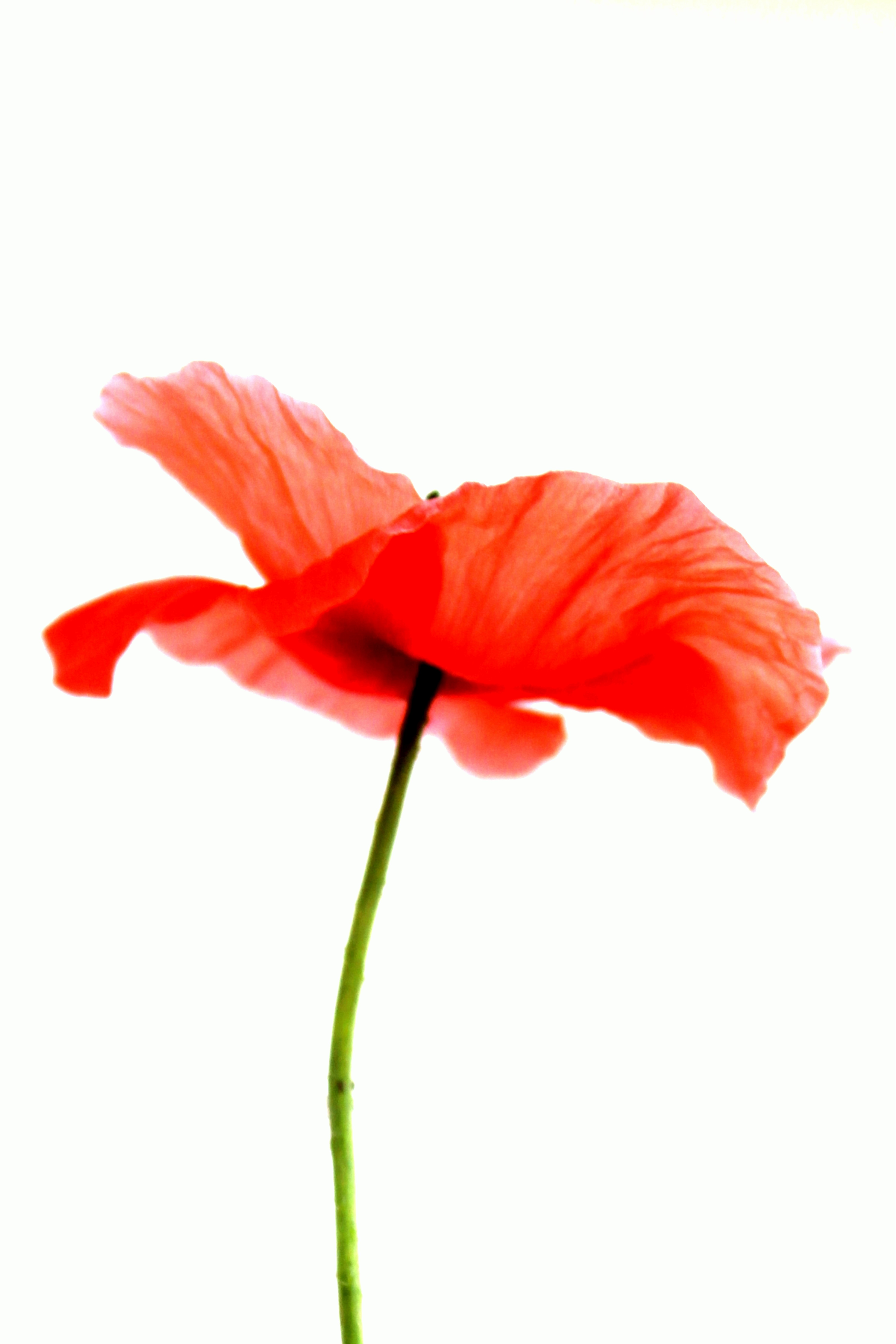 Rock